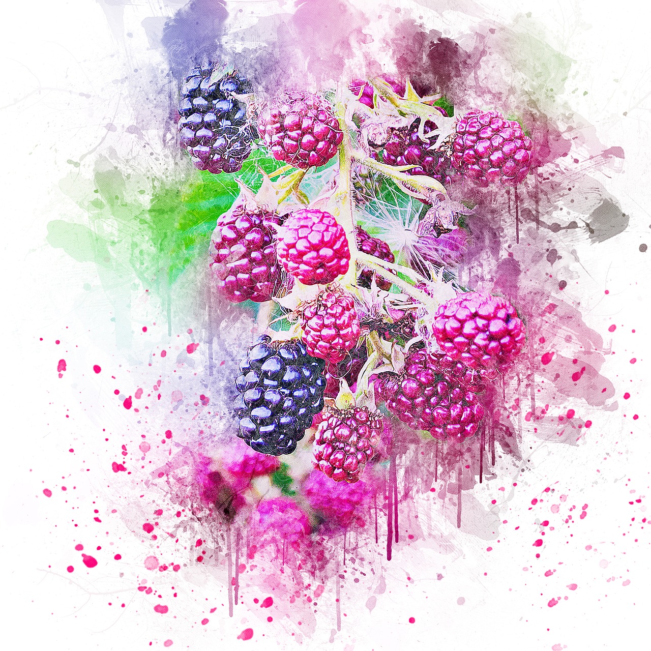 blackberry fruit art free photo