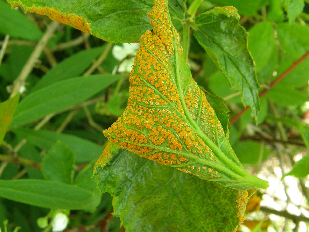 Treatment of rust in plants фото 9