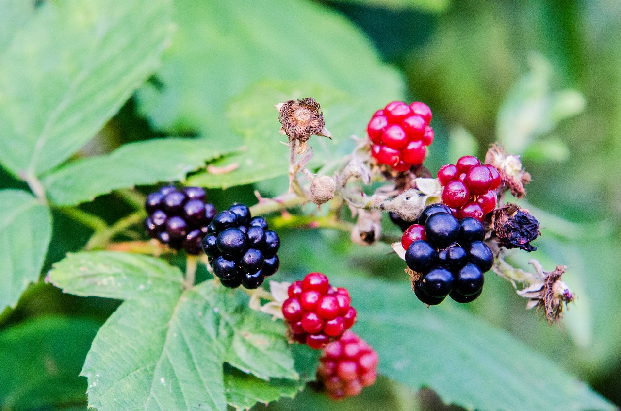 blackberry garden fruit free photo