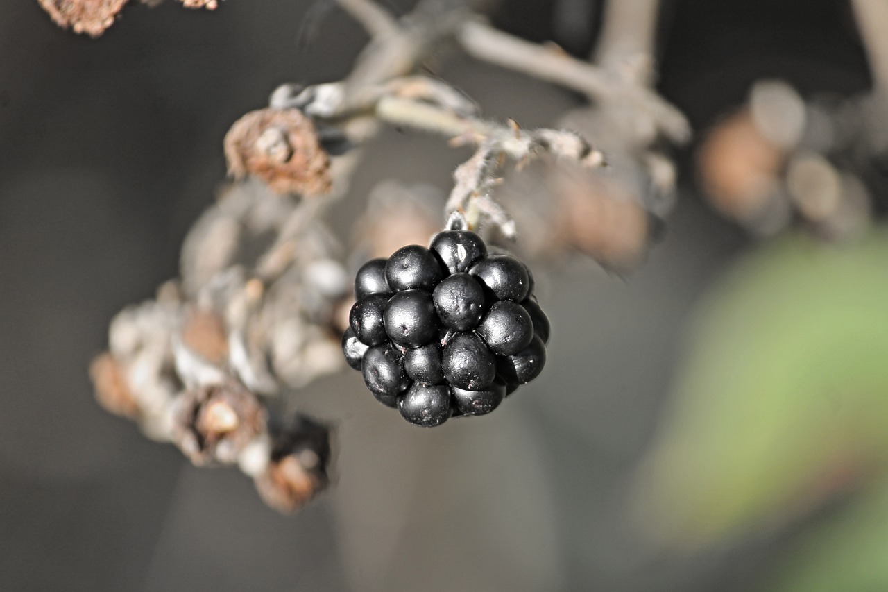blackberry berry fruit fruit free photo
