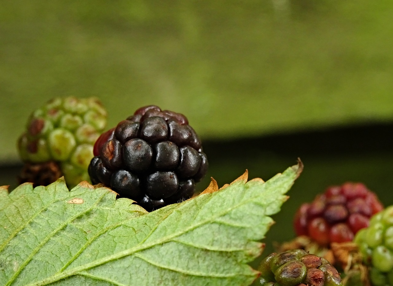 blackberry berry fruits free photo