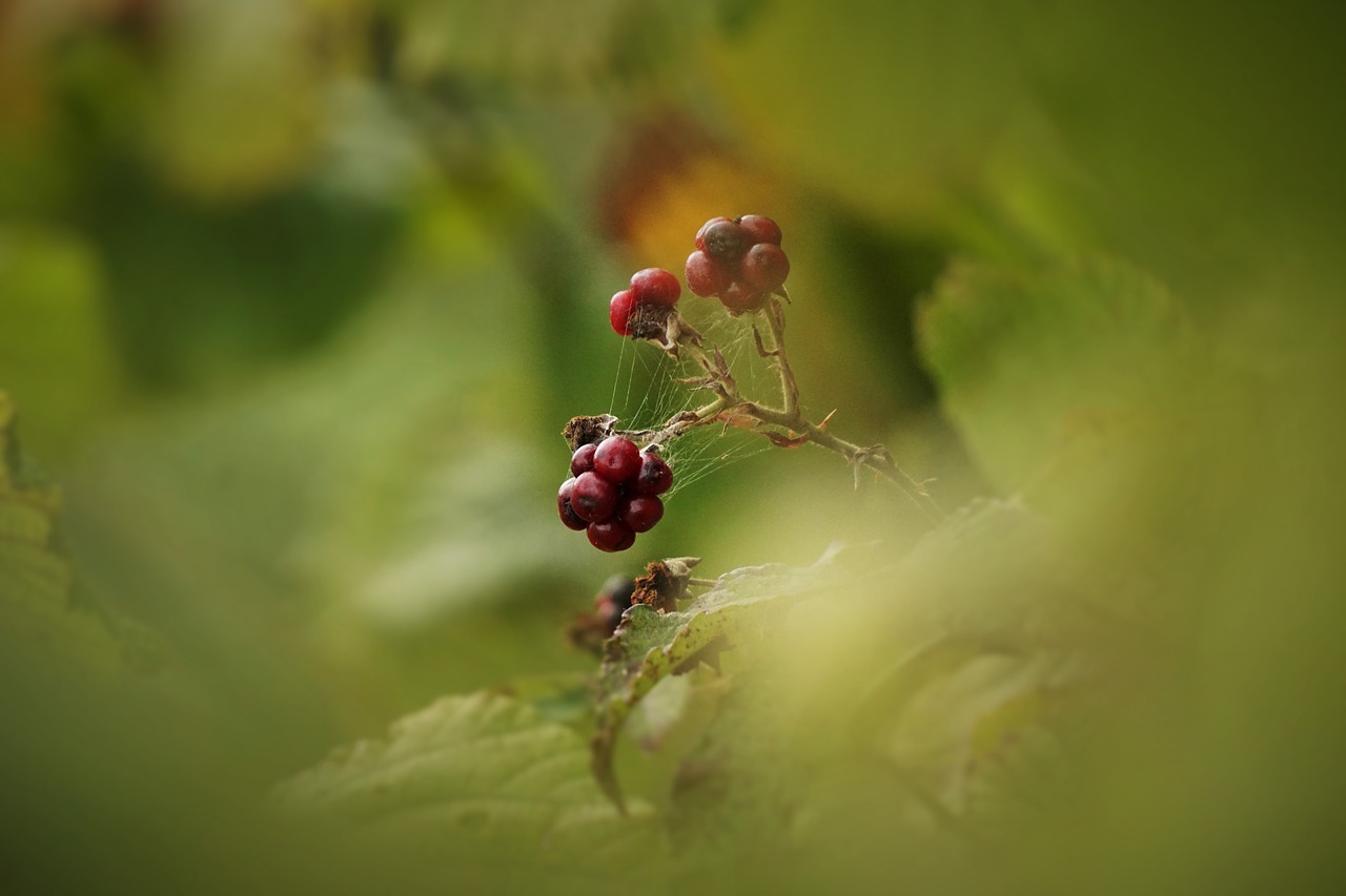 blackberry forest bramble free photo