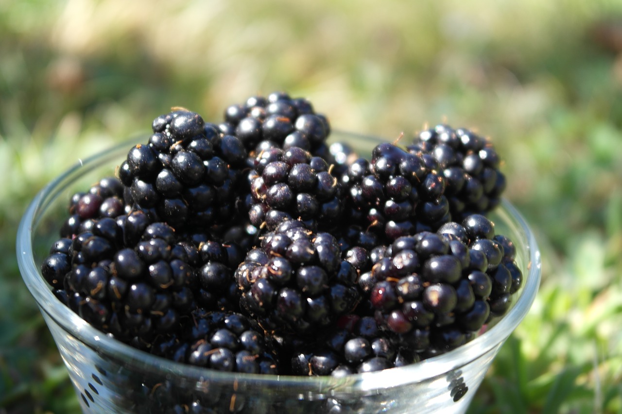 blackberry fruit taste free photo