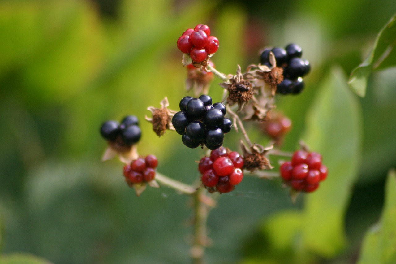 blackberry berry blackberries free photo