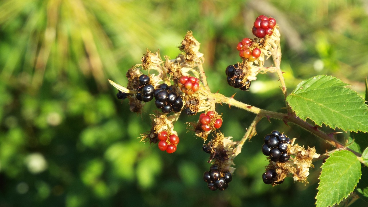 blackberry blackberries fruit free photo