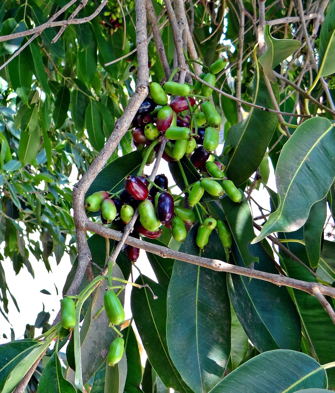 blackberry berries bunch free photo