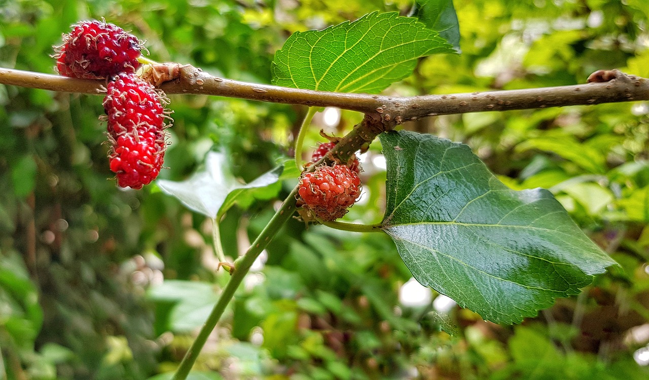 blackberry tree shrub free photo