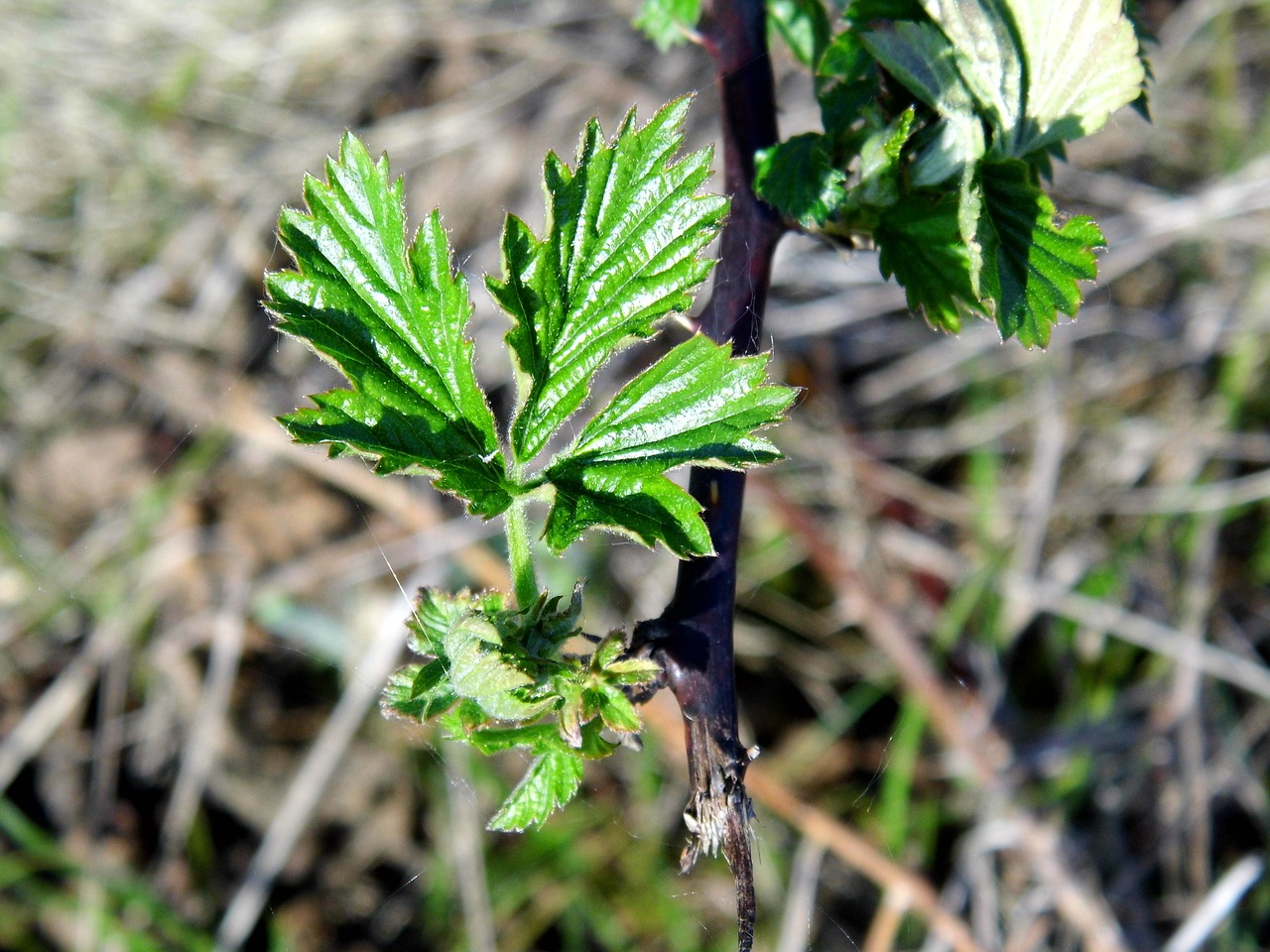 blackberry plant leaf free photo