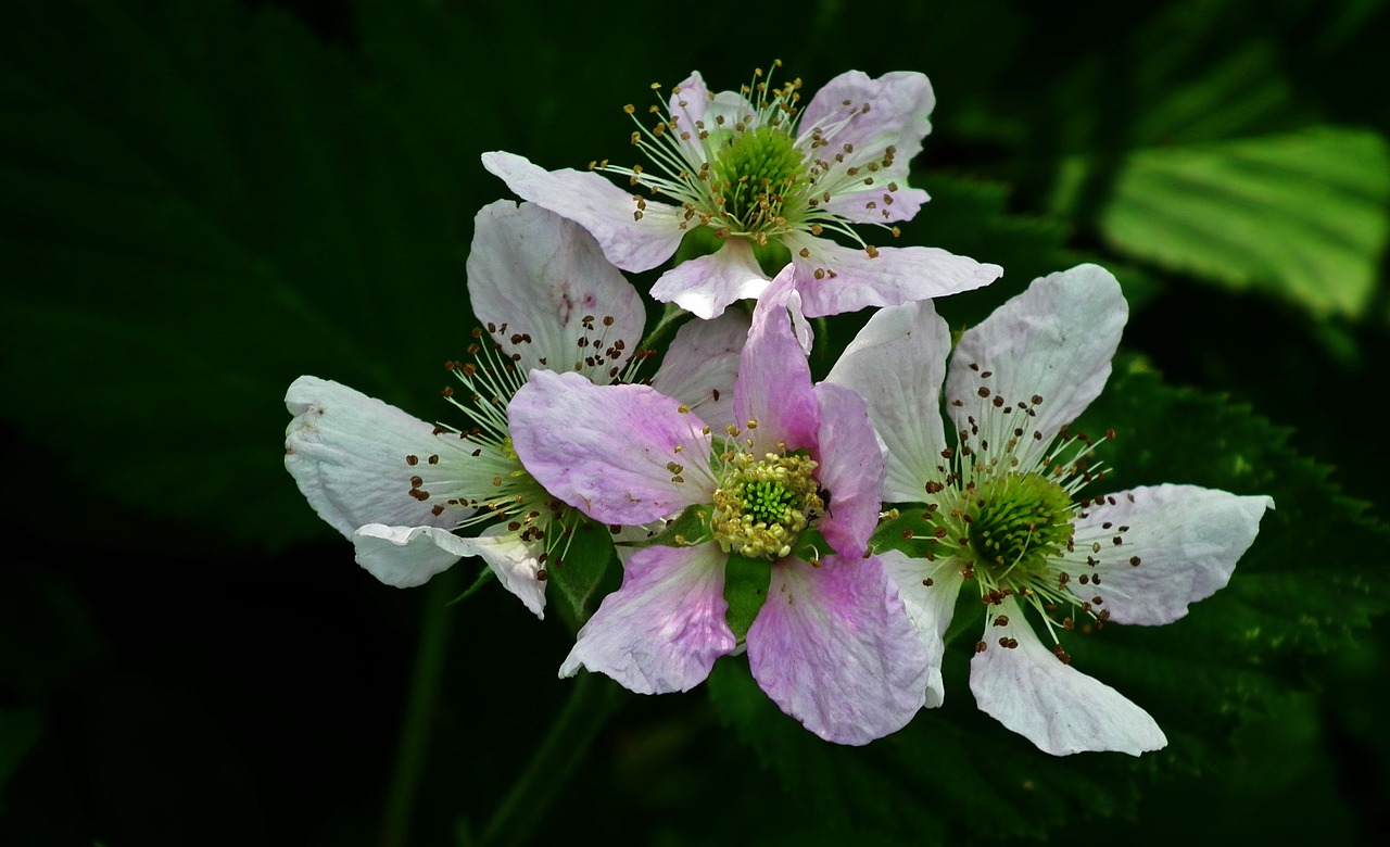 blackberry  flowers  macro free photo