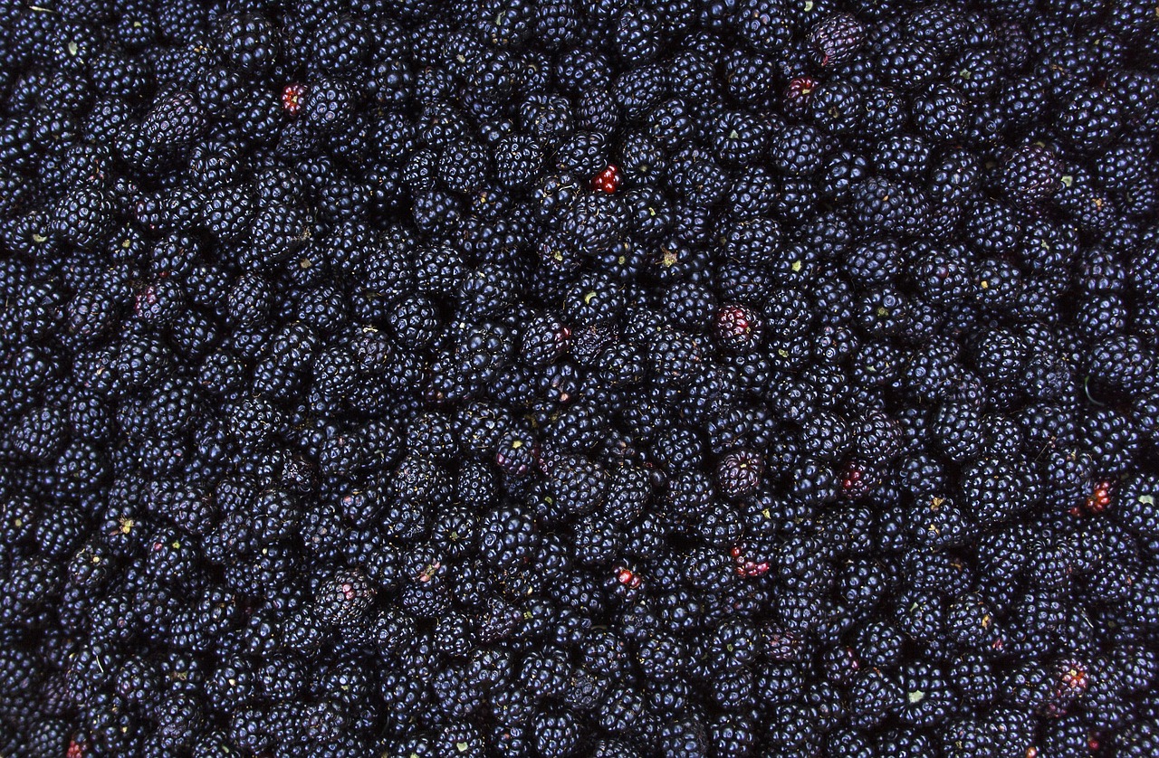 blackberry  summer  food free photo