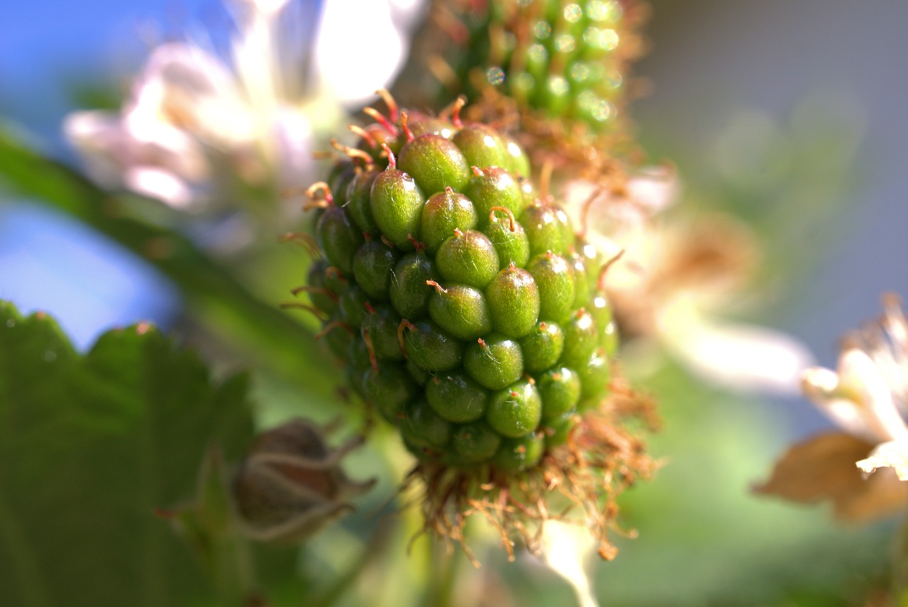 blackberry  fruit  nature free photo