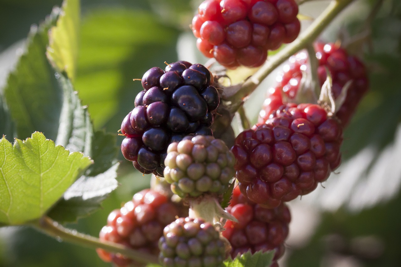 blackberry  ripe  immature free photo