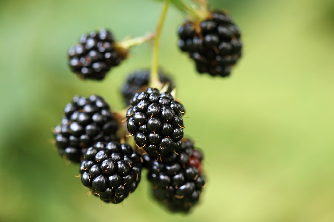 blackberry  food  healthy free photo