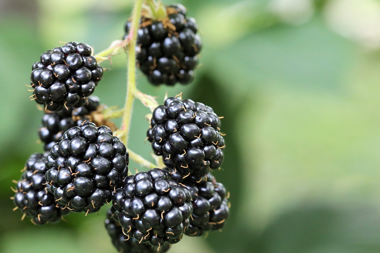 blackberry  food  healthy free photo