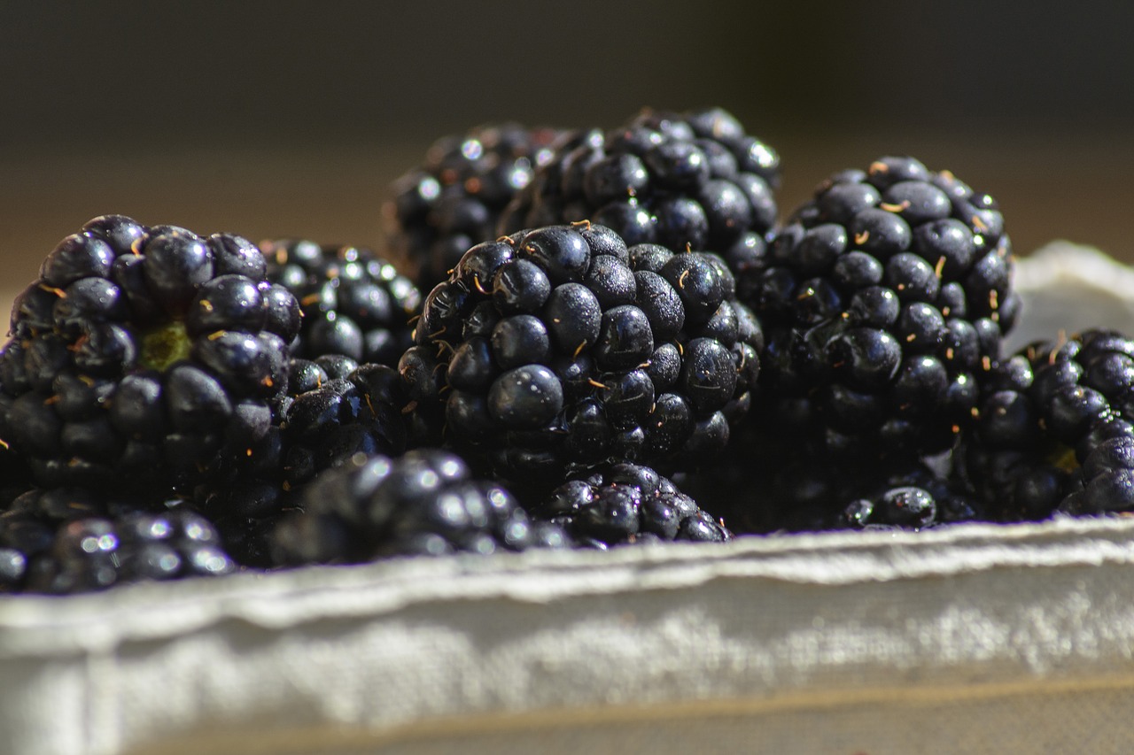 blackberry  berry  fruit free photo