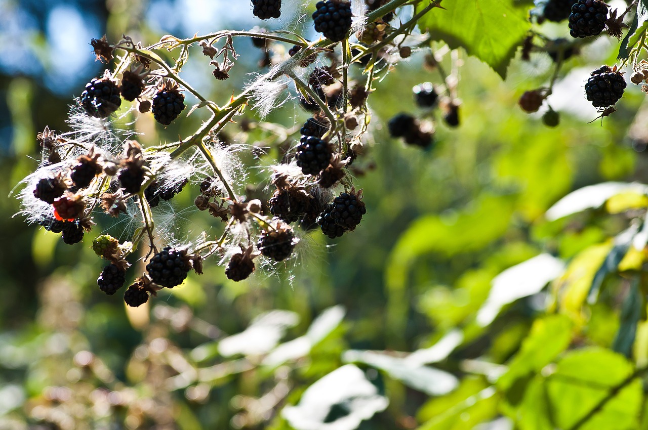 blackberry  nature  delicious free photo