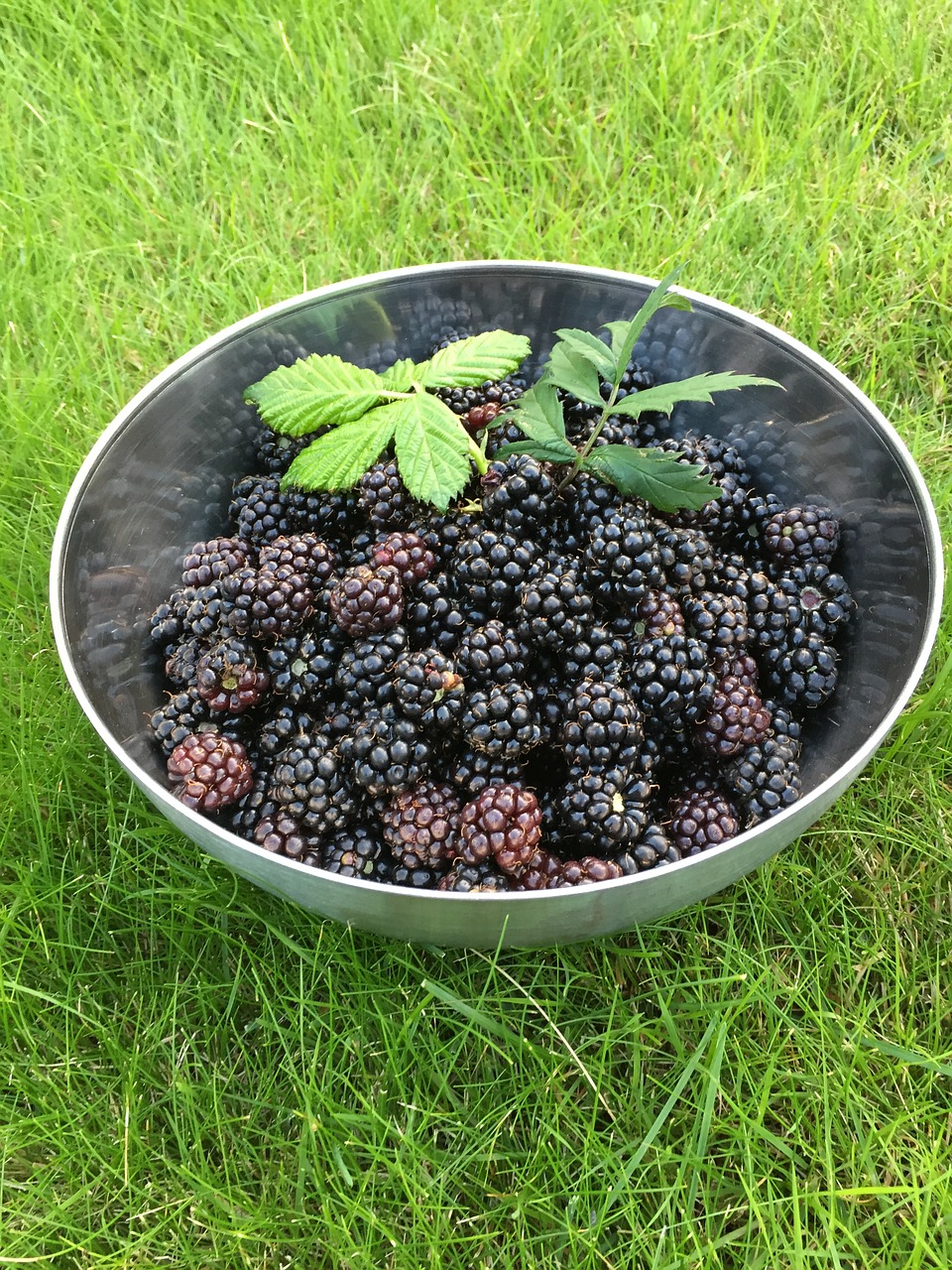 blackberry  höstskörd  nature free photo