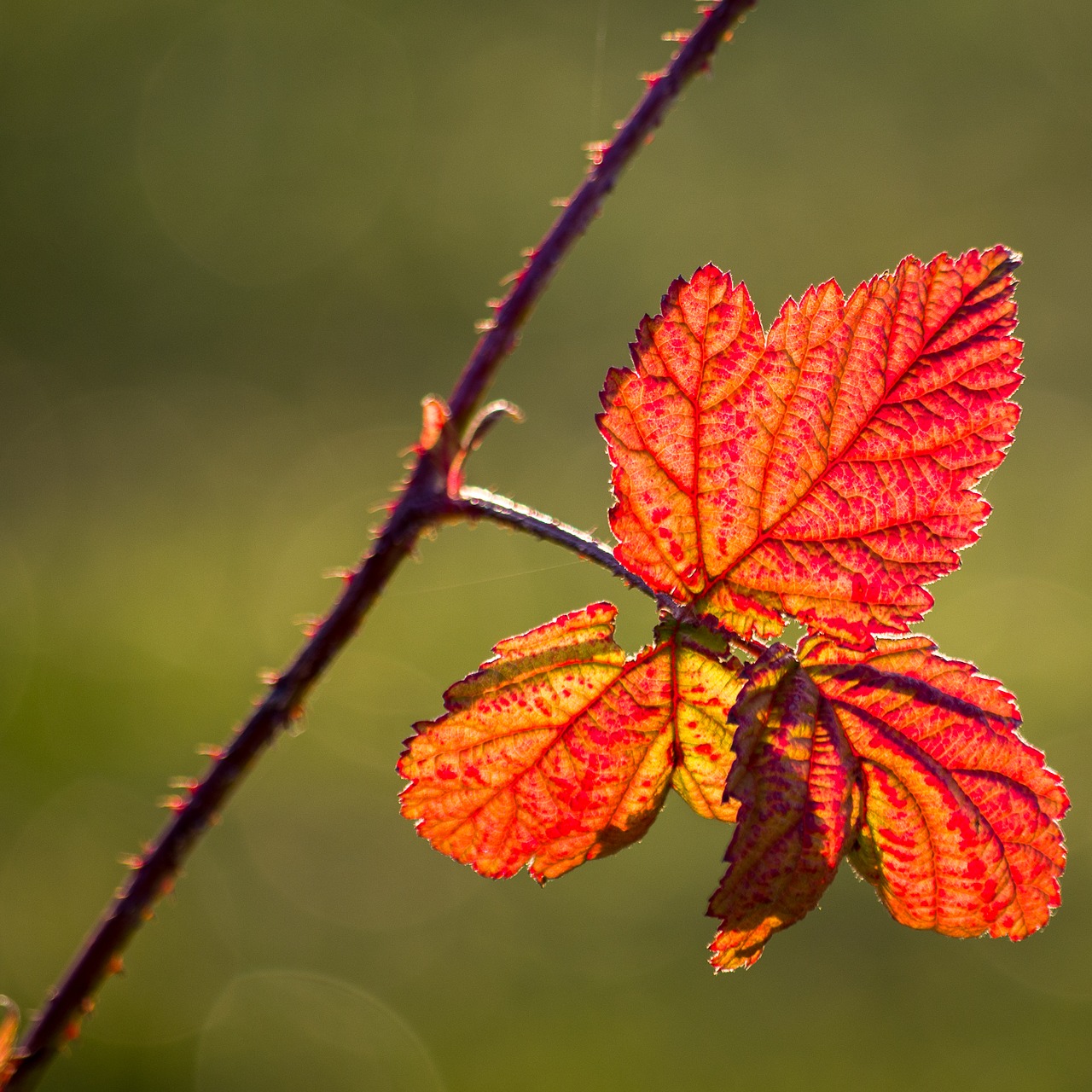 blackberry  leaf  plant free photo