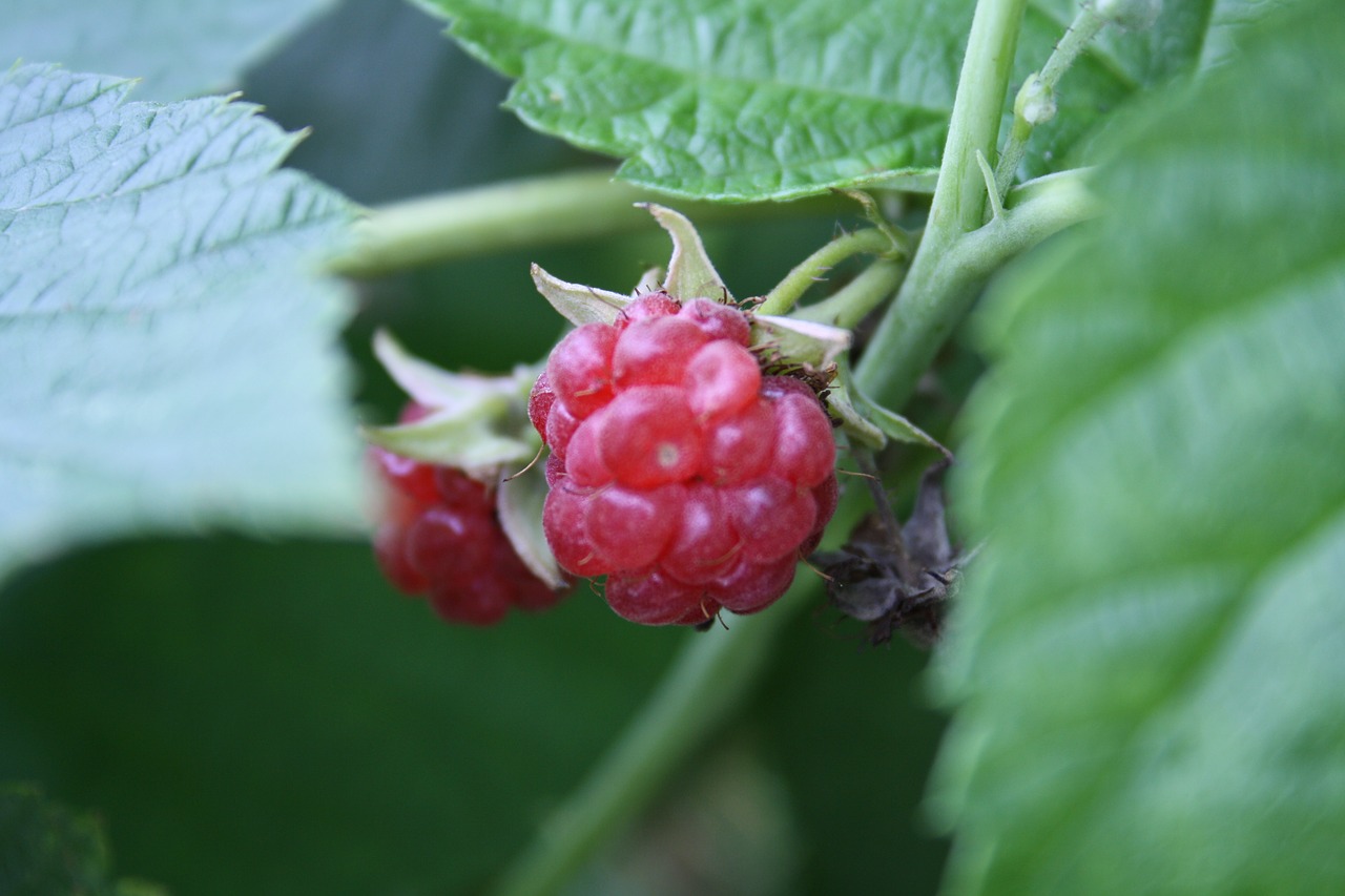 blackberry  fruit  healthy free photo