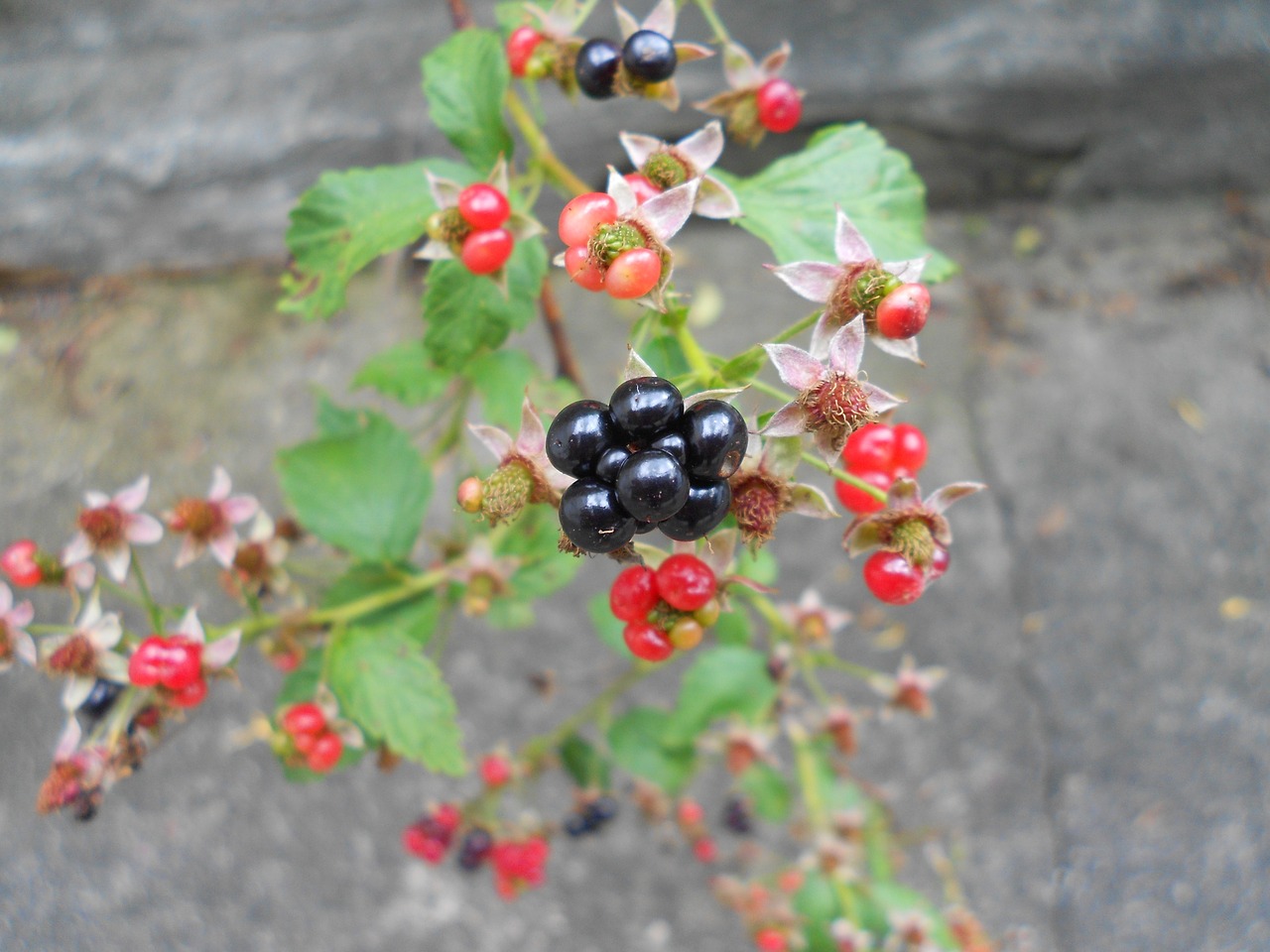 blackberry fruit close-up free photo