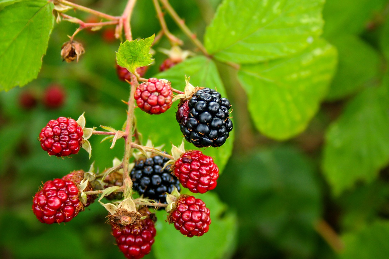 blackberry  wild plant  roses free photo