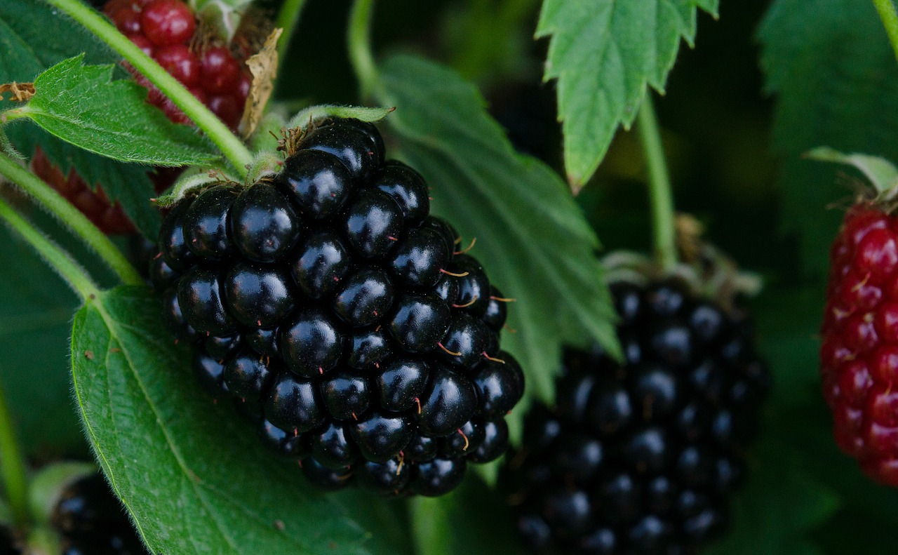 blackberry  blackberries  berries free photo