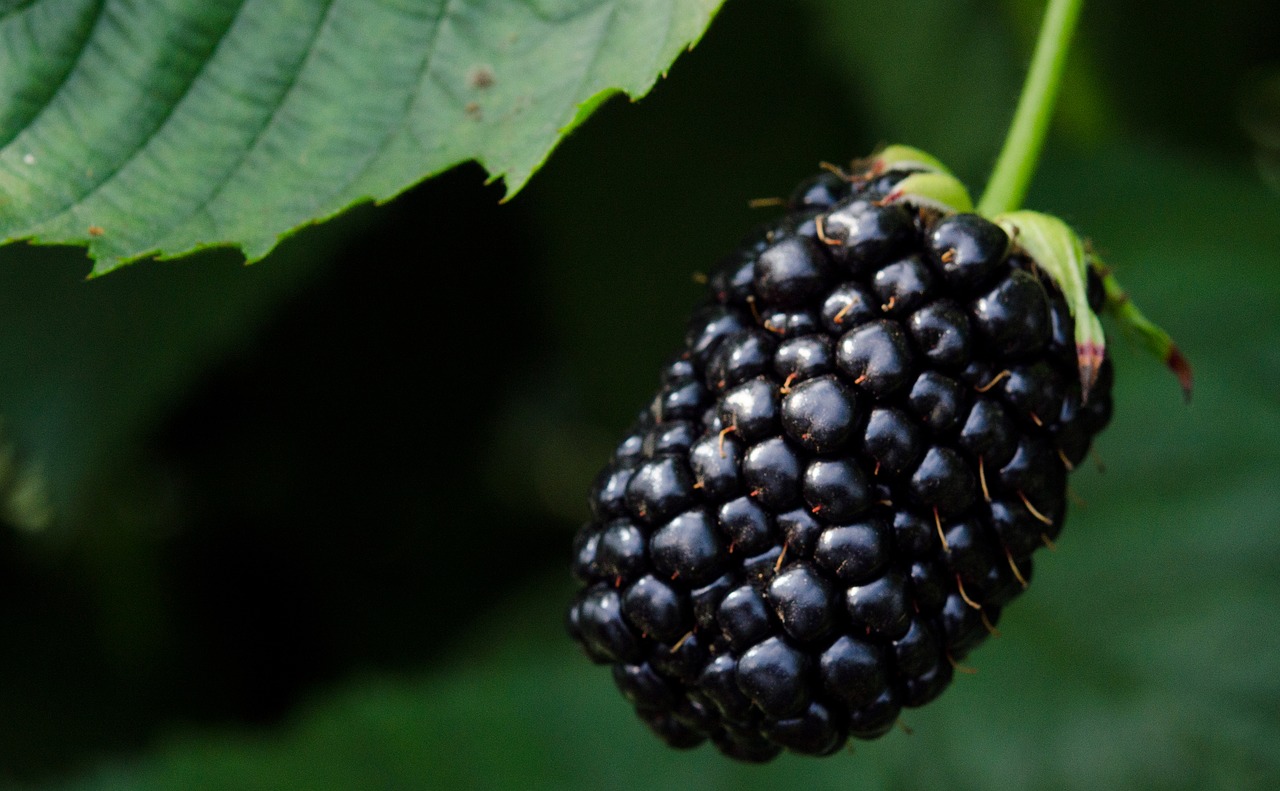 blackberry  blackberries  berries free photo