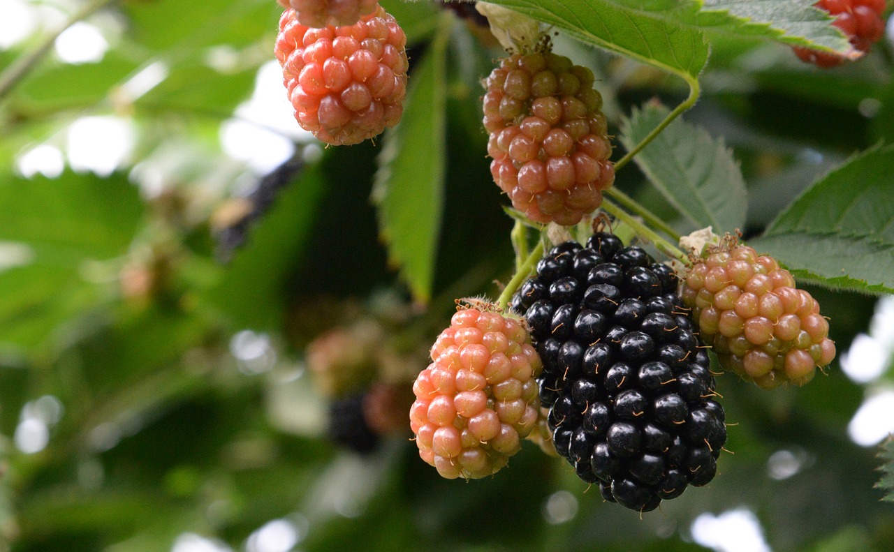 blackberry  blackberries  berries free photo