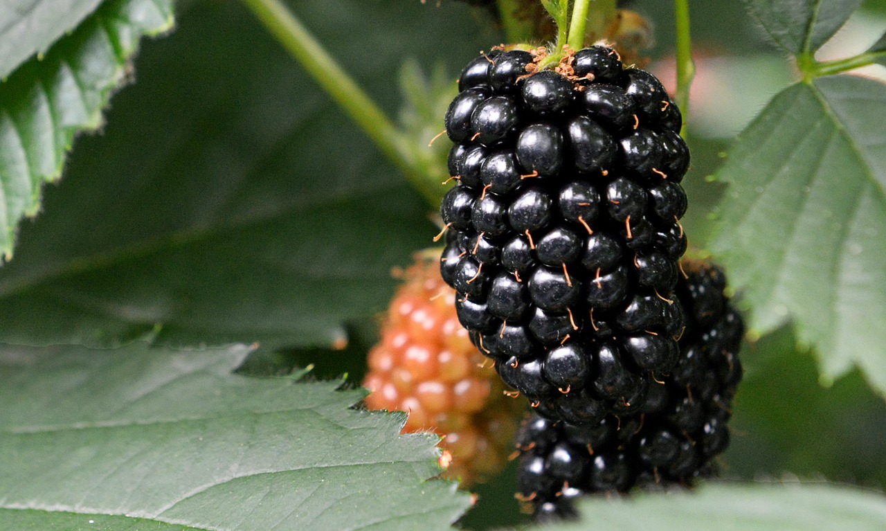 blackberry  blackberries  berries free photo