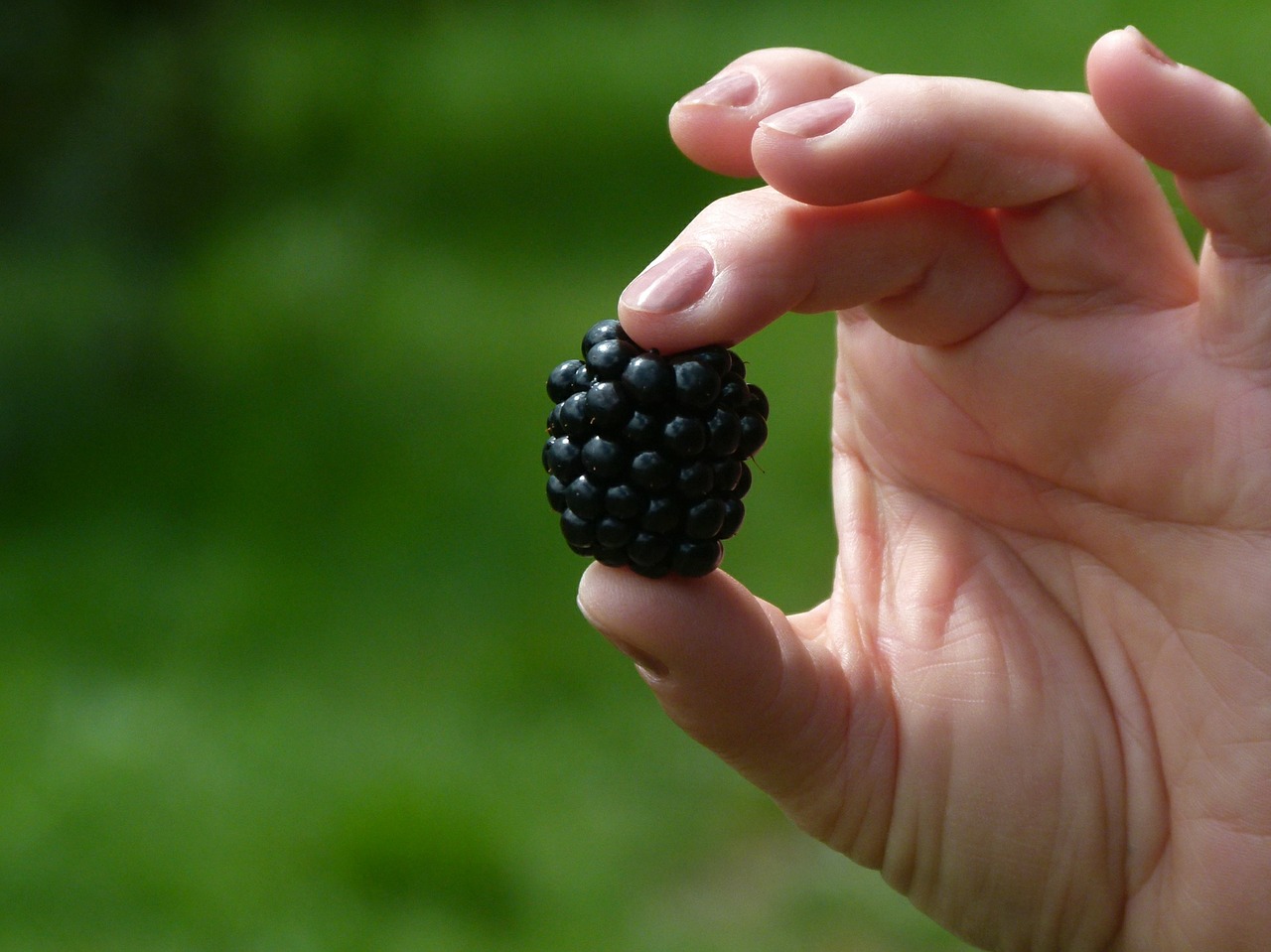 blackberry fruit berry free photo