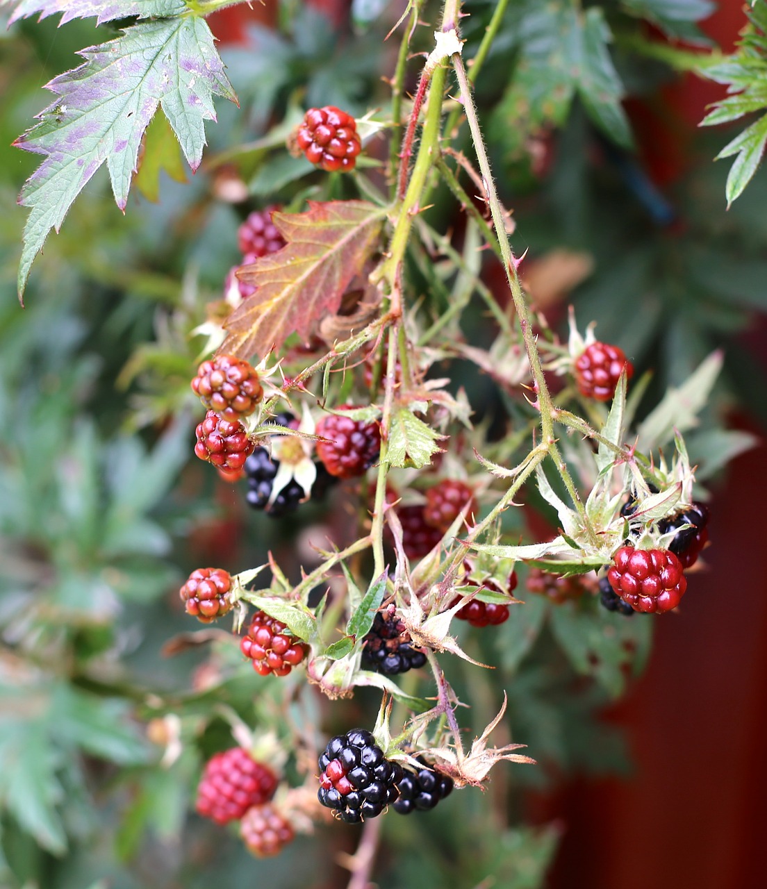blackberry black berries autumn free photo