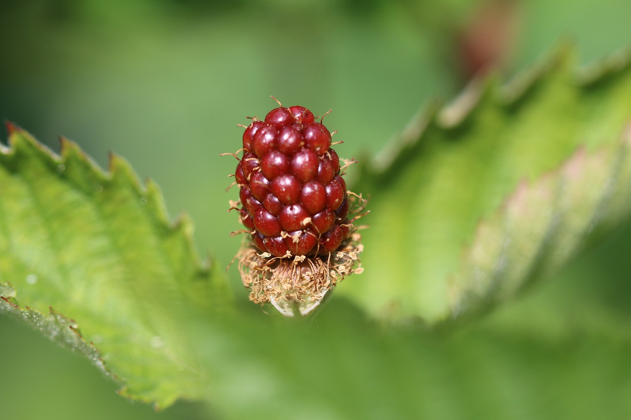 blackberry  mature  bio free photo