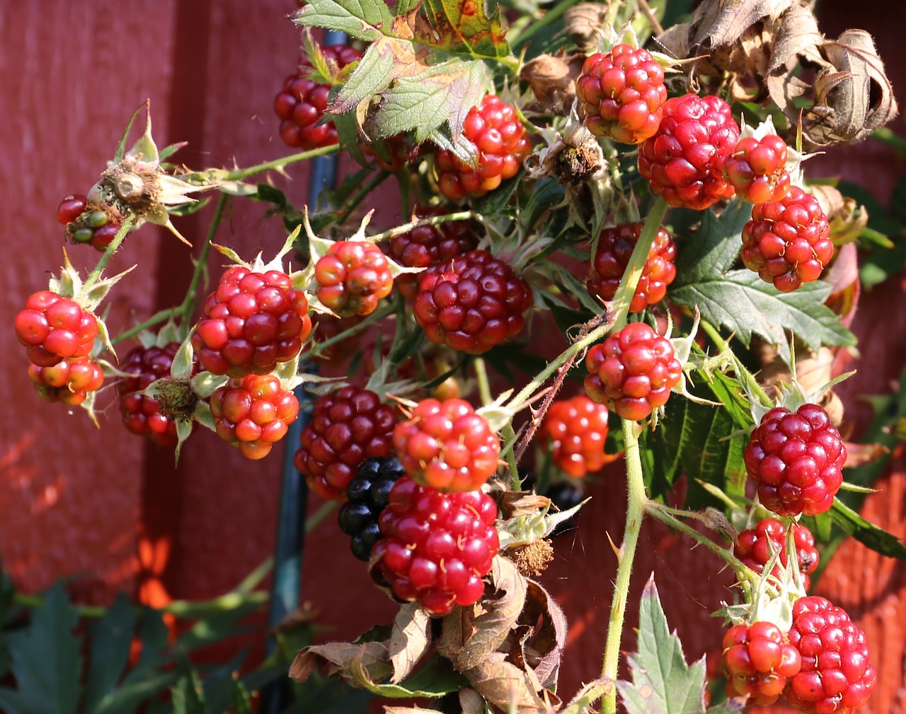 blackberry berry autumn free photo