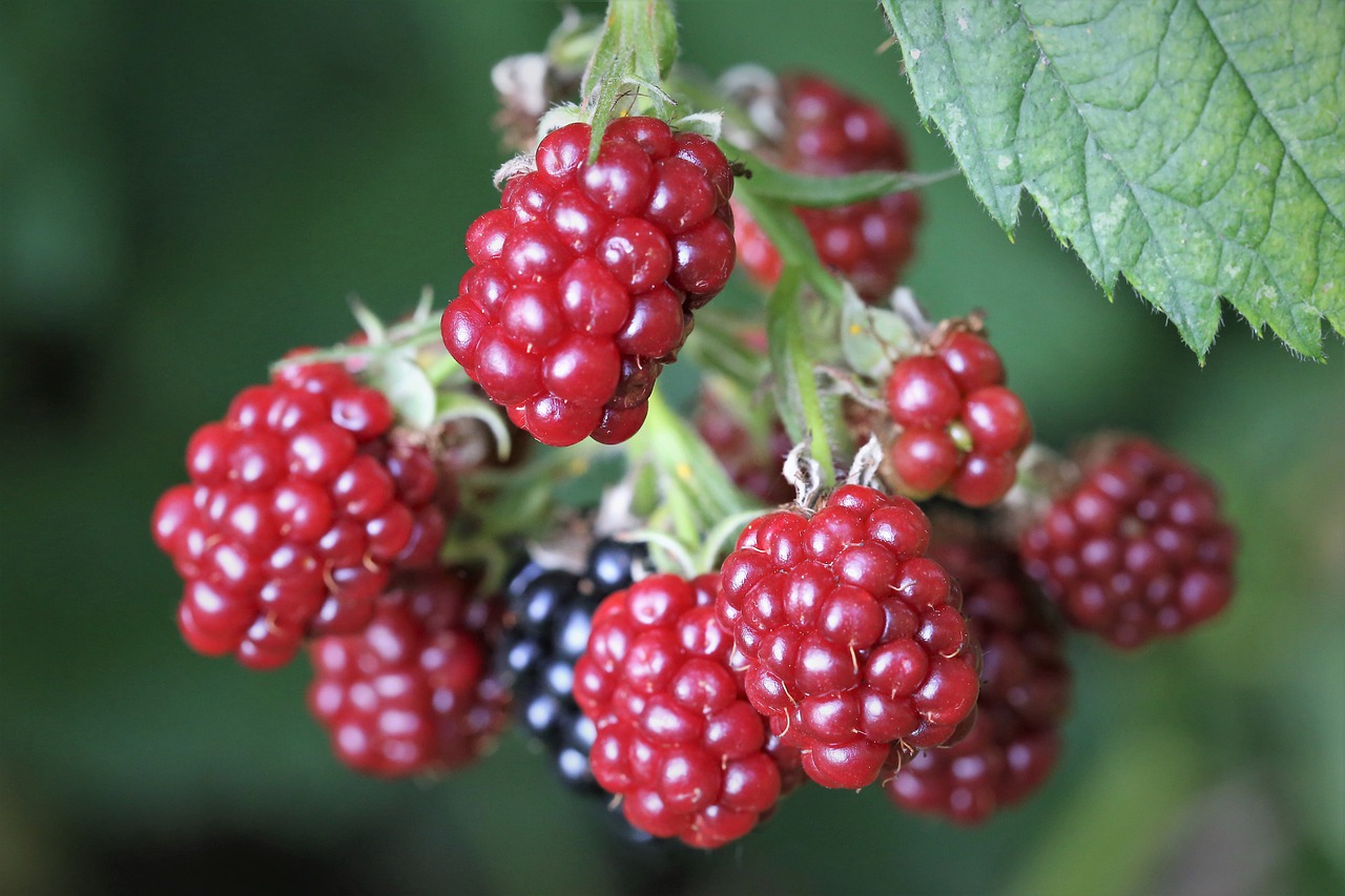 blackberry  red  fruit free photo