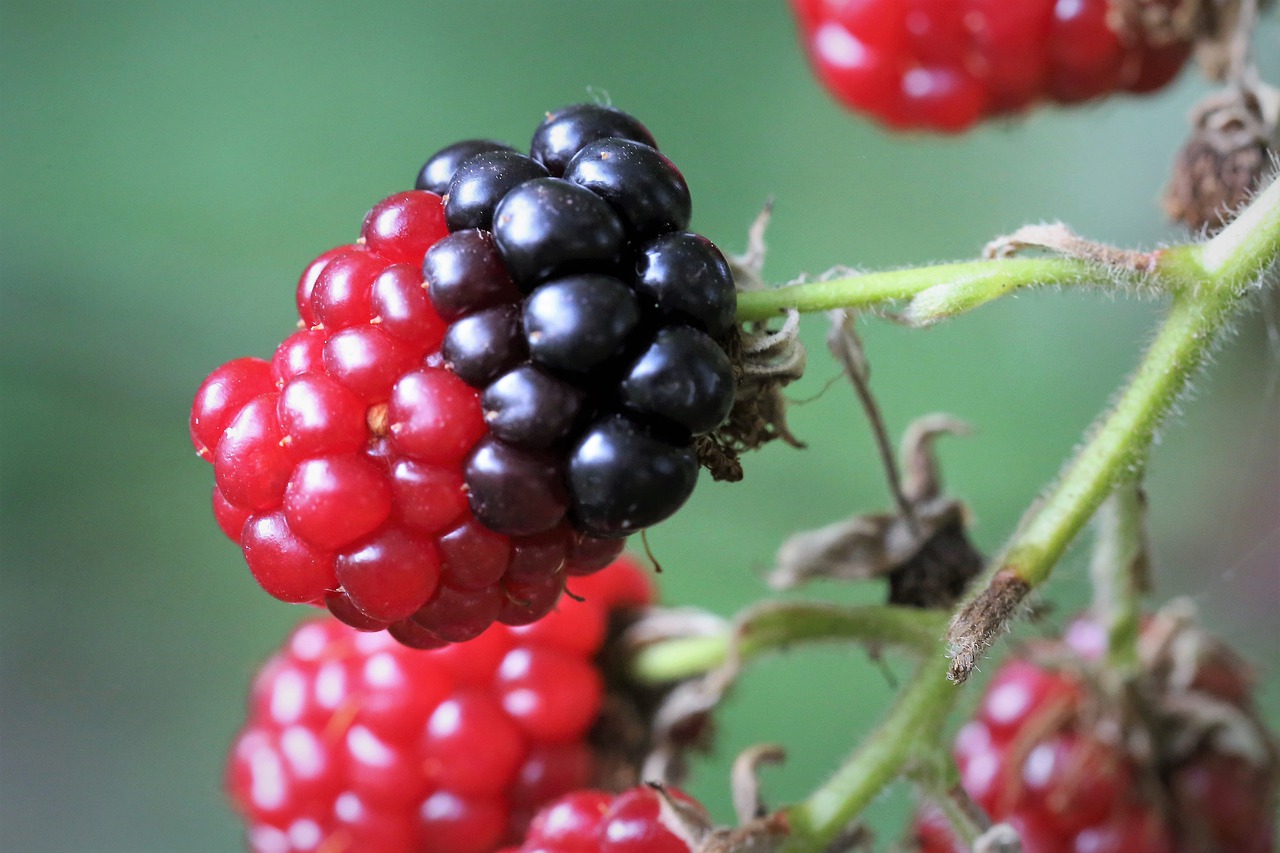 blackberry  half ripe  red free photo