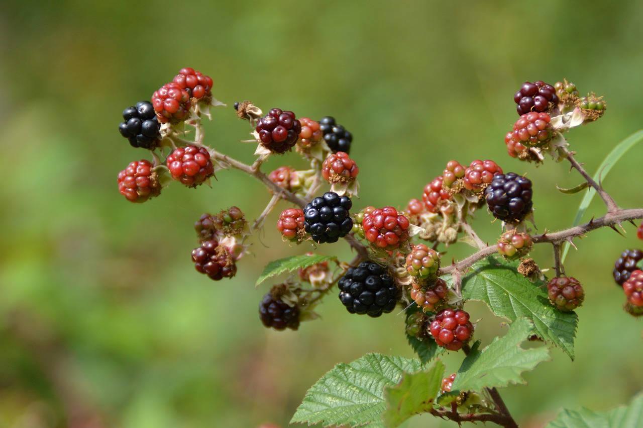 blackberry bush fruit free photo