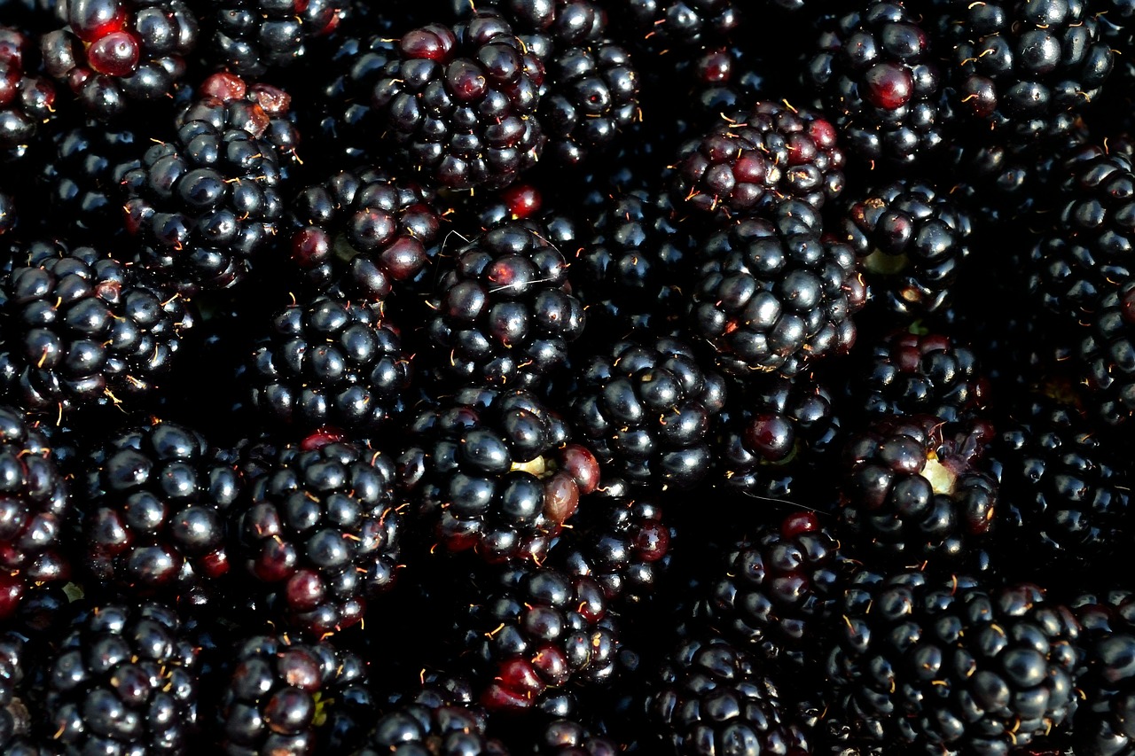 blackberry berry fruit free photo