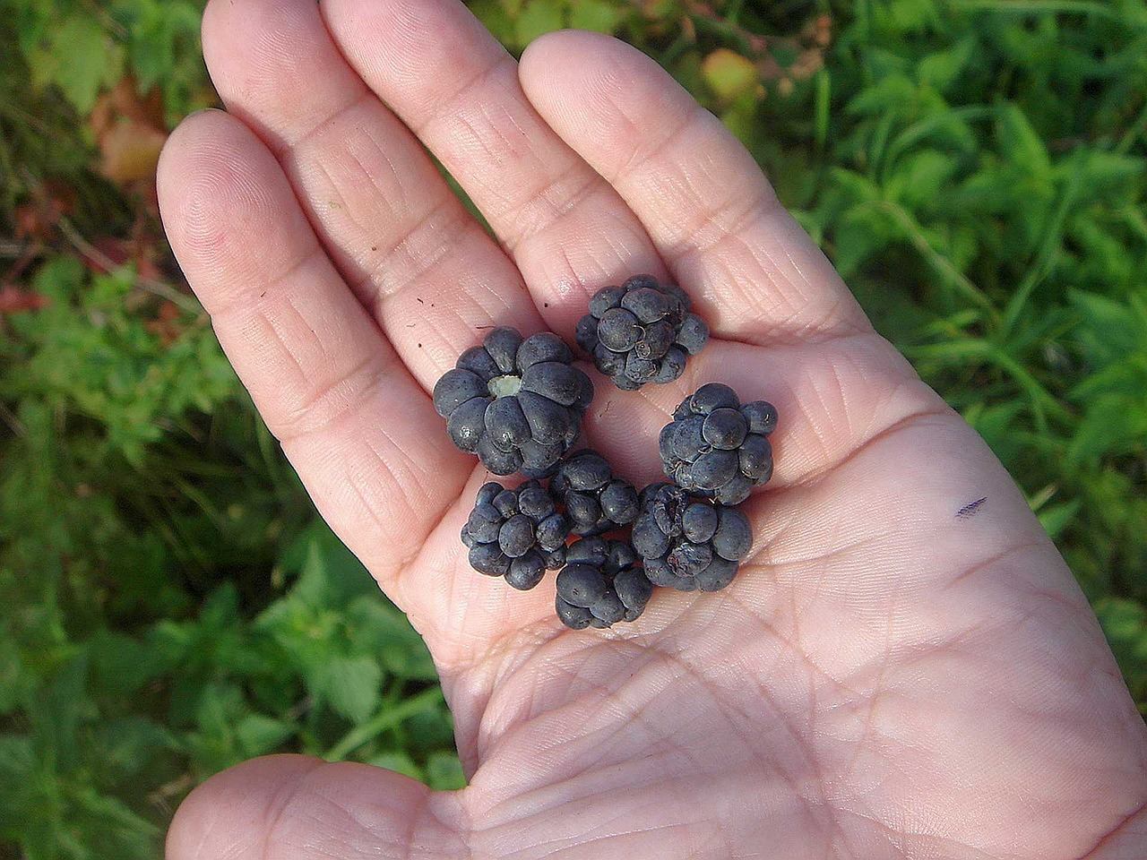 blackberry hand fruits free photo