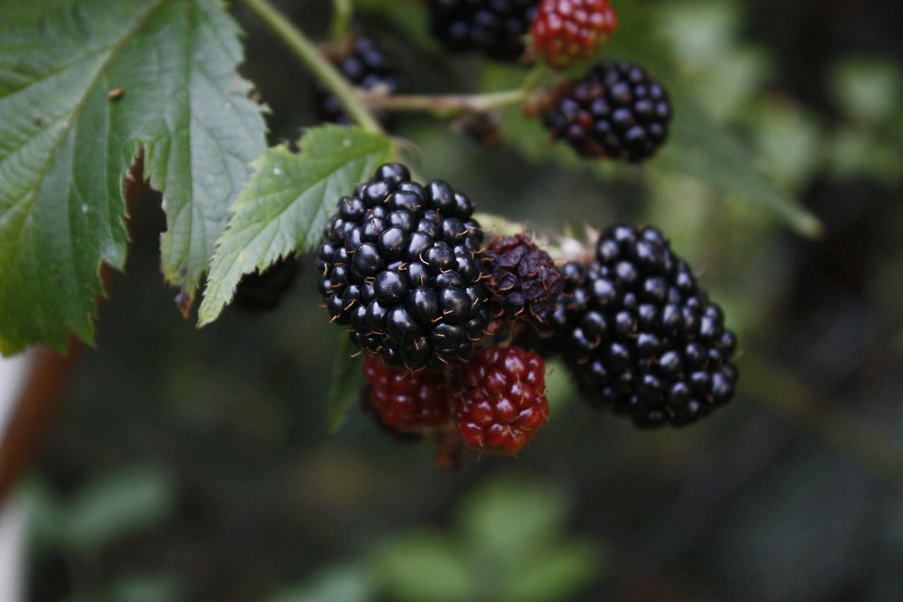 blackberry fruits of the forest food free photo
