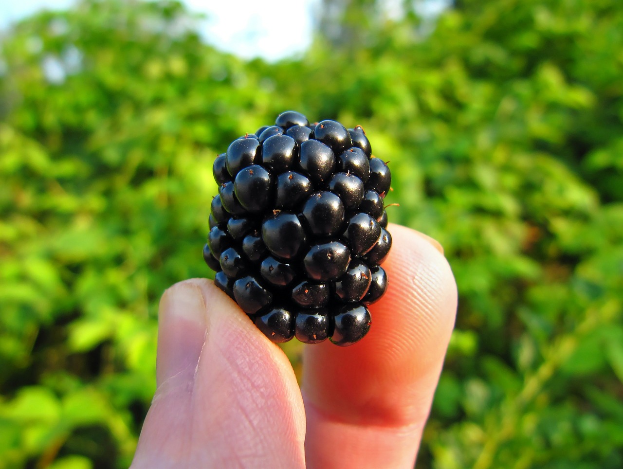 blackberry bramble ripe free photo