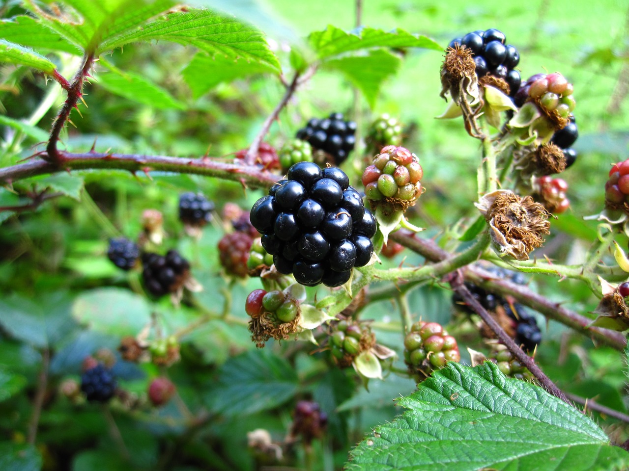 blackberry black blackberries free photo