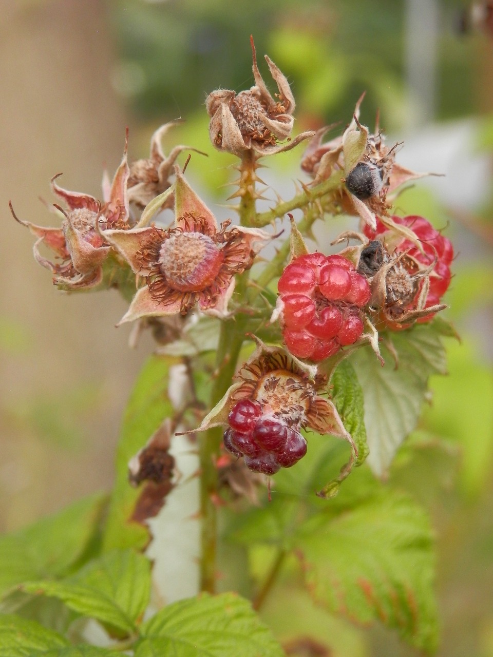 blackberry fruit berries free photo