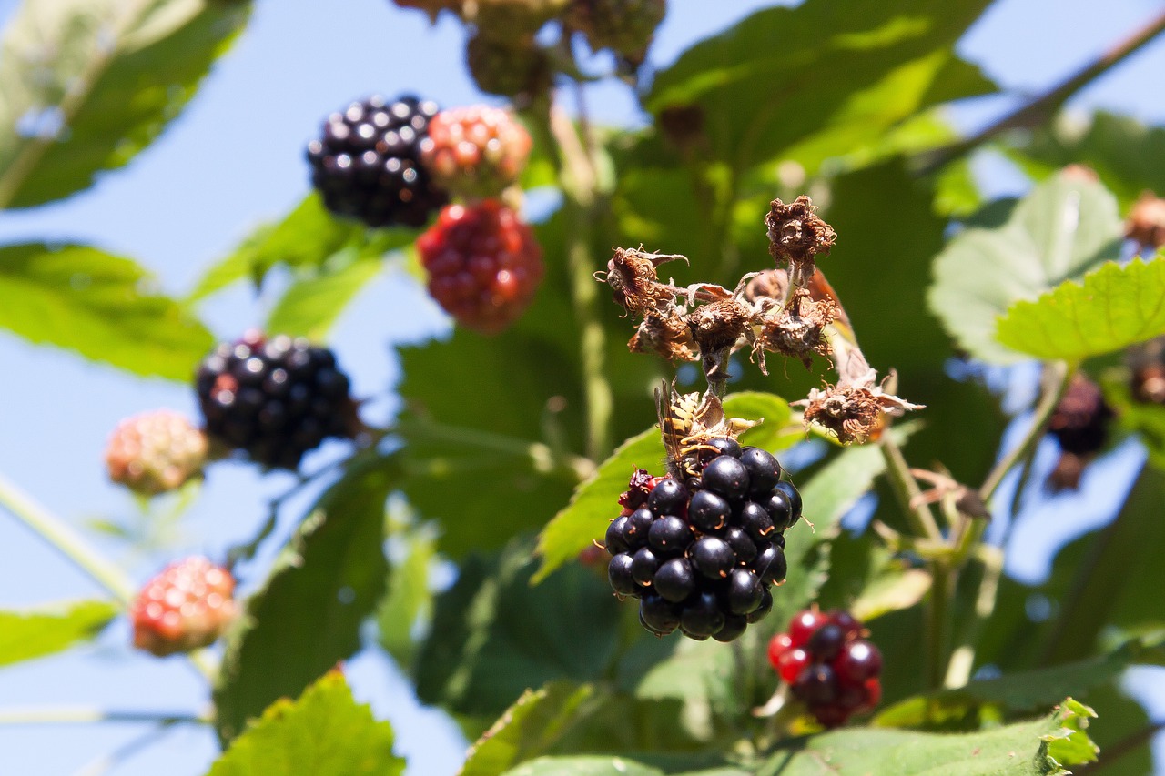 blackberry wasp ripe free photo