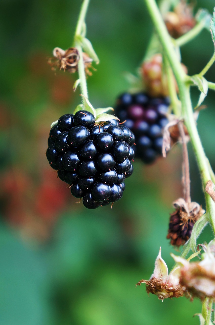 blackberry berry fruits free photo