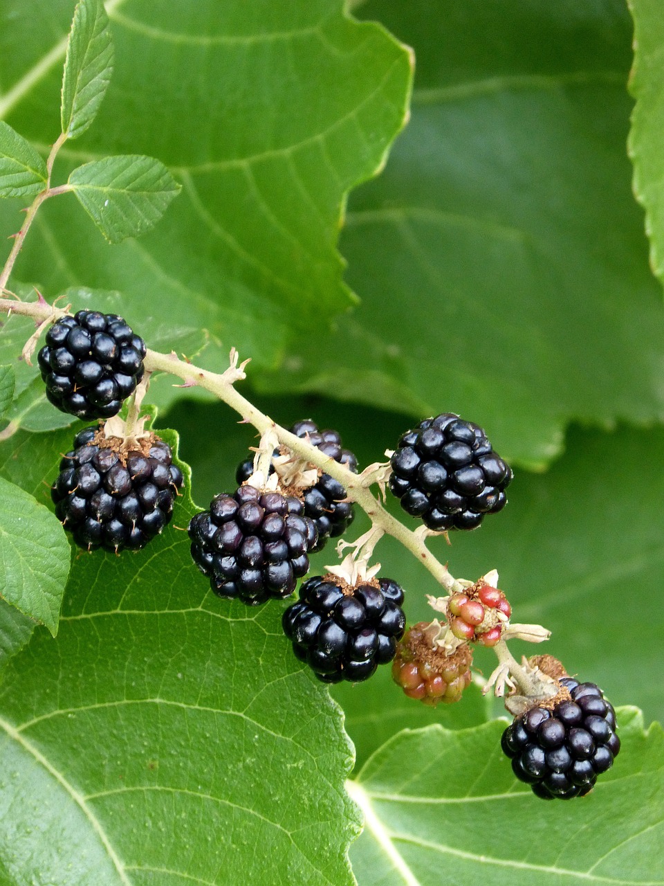 blackberry berries black free photo