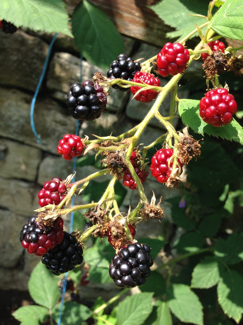 blackberry branch plant free photo