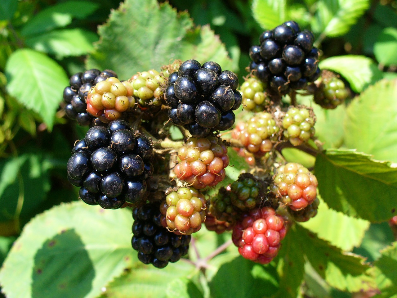 blackberry blackberries fruit free photo