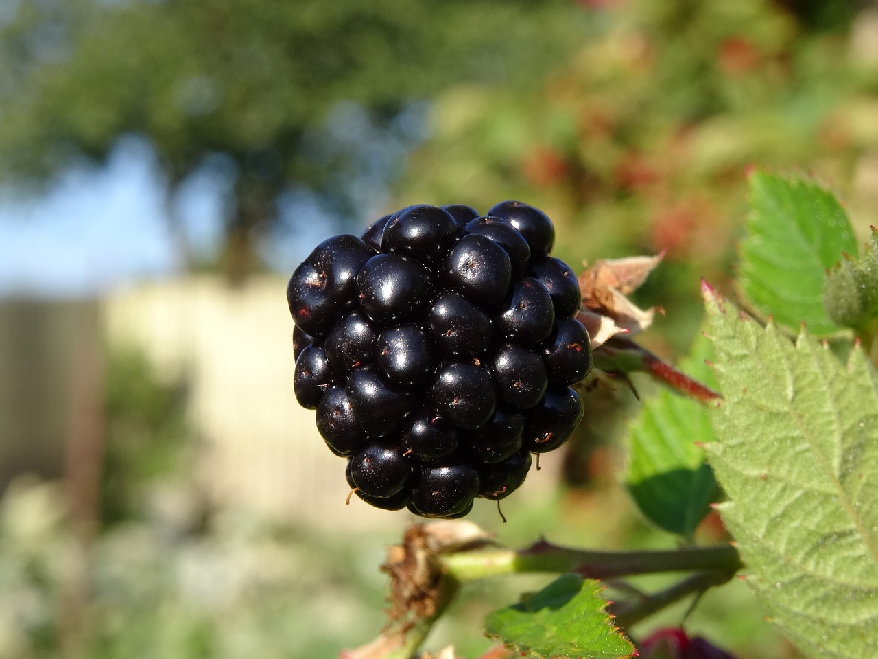 blackberry orchard fruit free photo