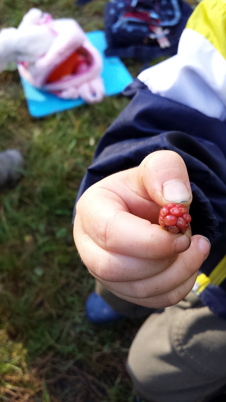 blackberry autumn child free photo