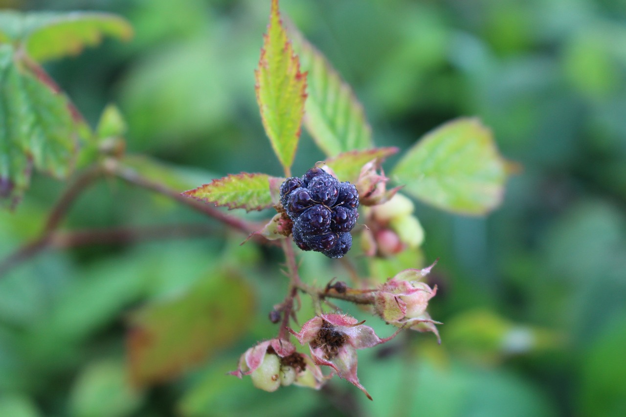 blackberry bush nature free photo